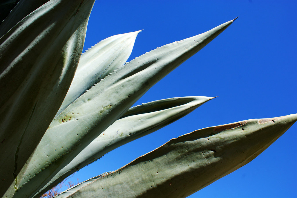 Agave, Agavaceae