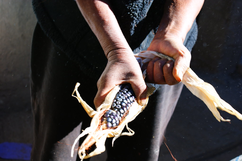 Maíz nativo, Zea mays