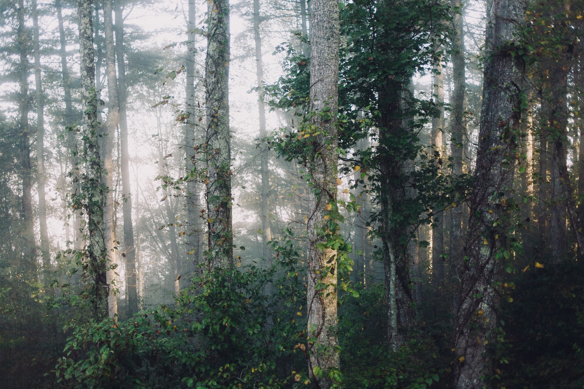 Bosque nativo de Jalisco — hábitat de las especies que la Feria ayuda a conservar
