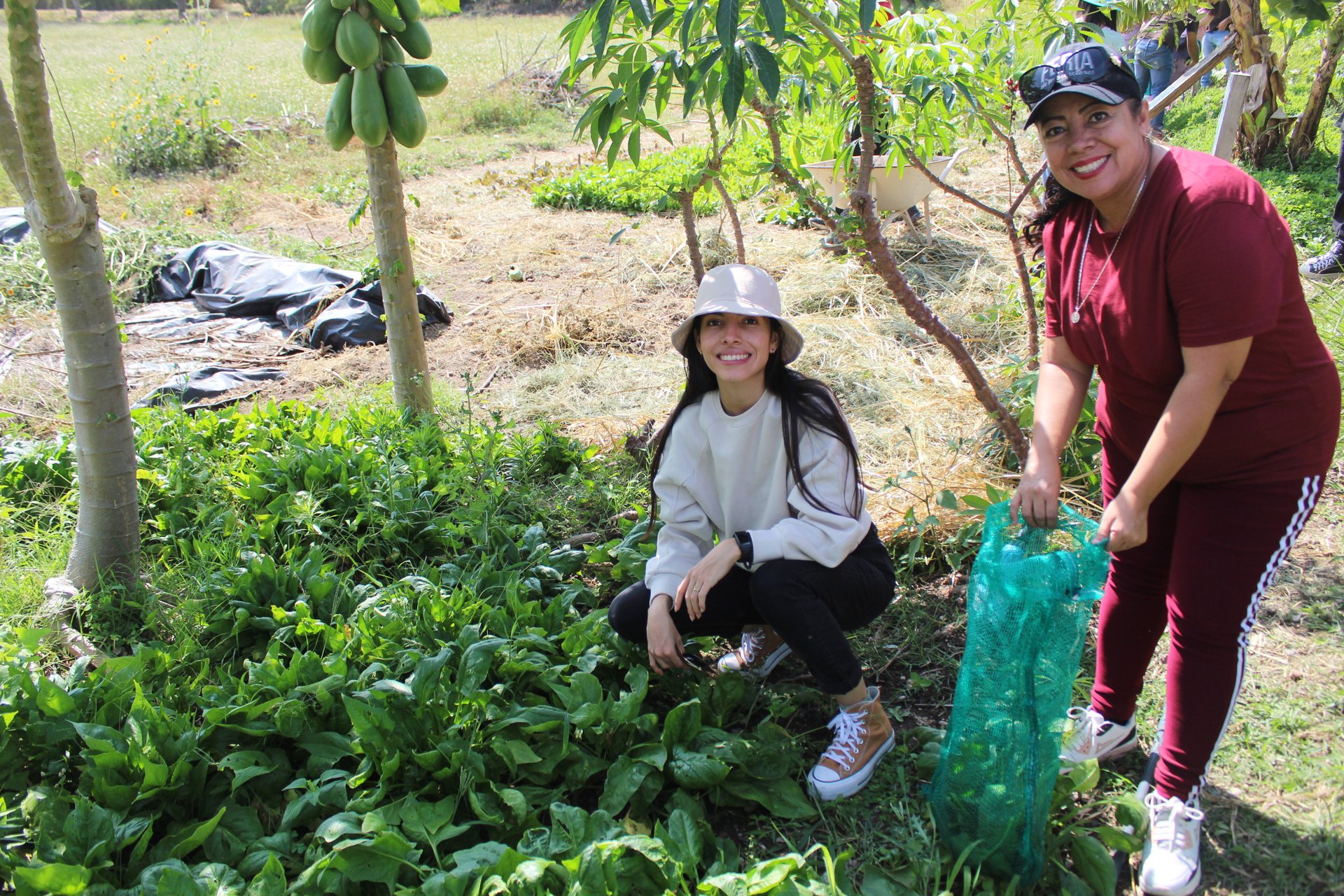 Visitantes en una cosecha de hortaliza durante una visita agroturística