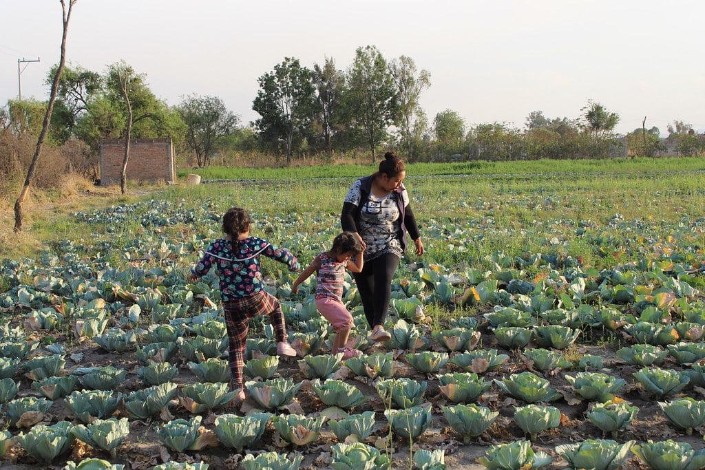 Niñas caminando entre cultivo de col en un rancho de la Feria
