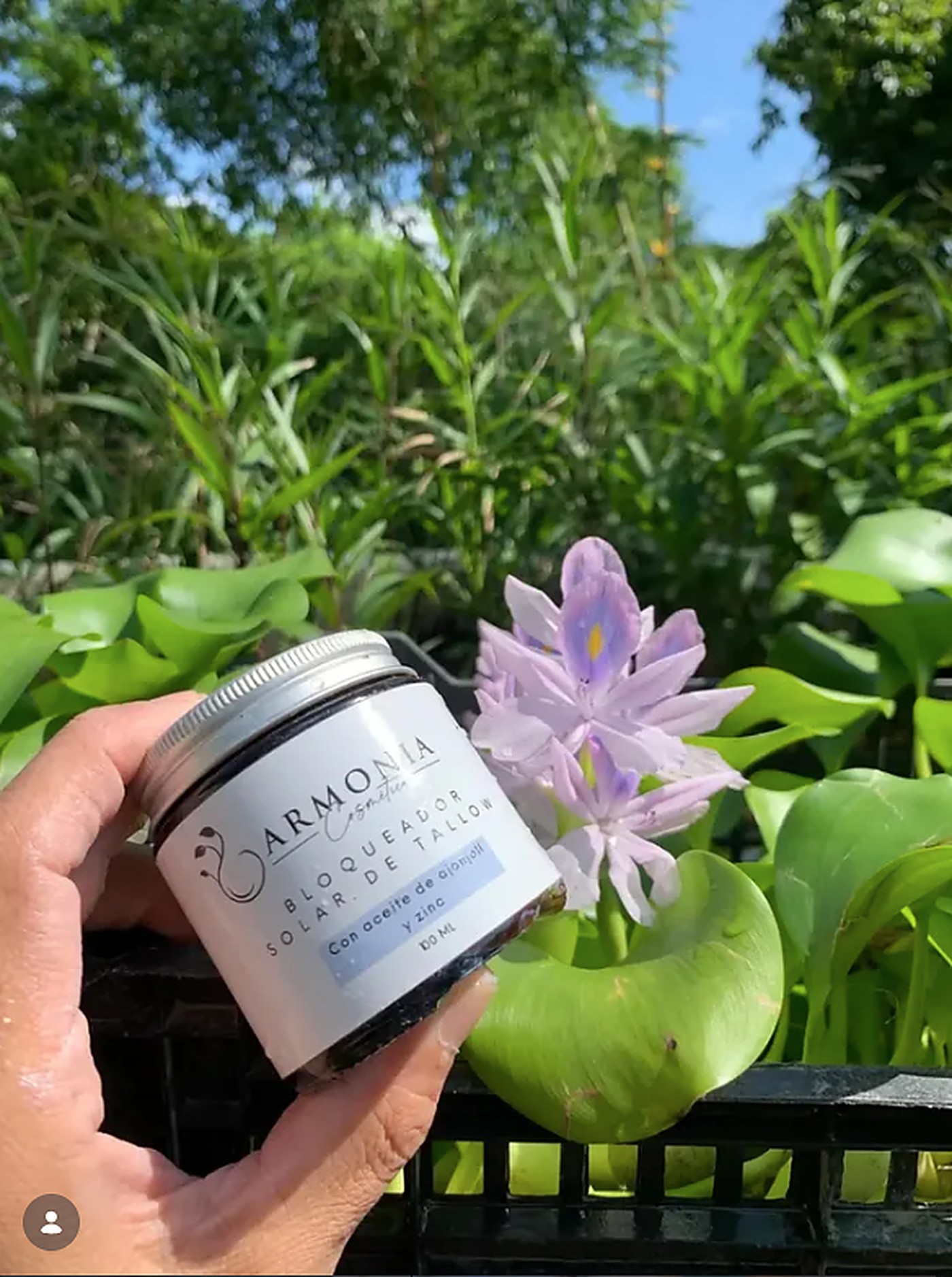 Frasco de bloqueador solar de tallow de Armonía Cosmética, sostenido junto a un jacinto de agua