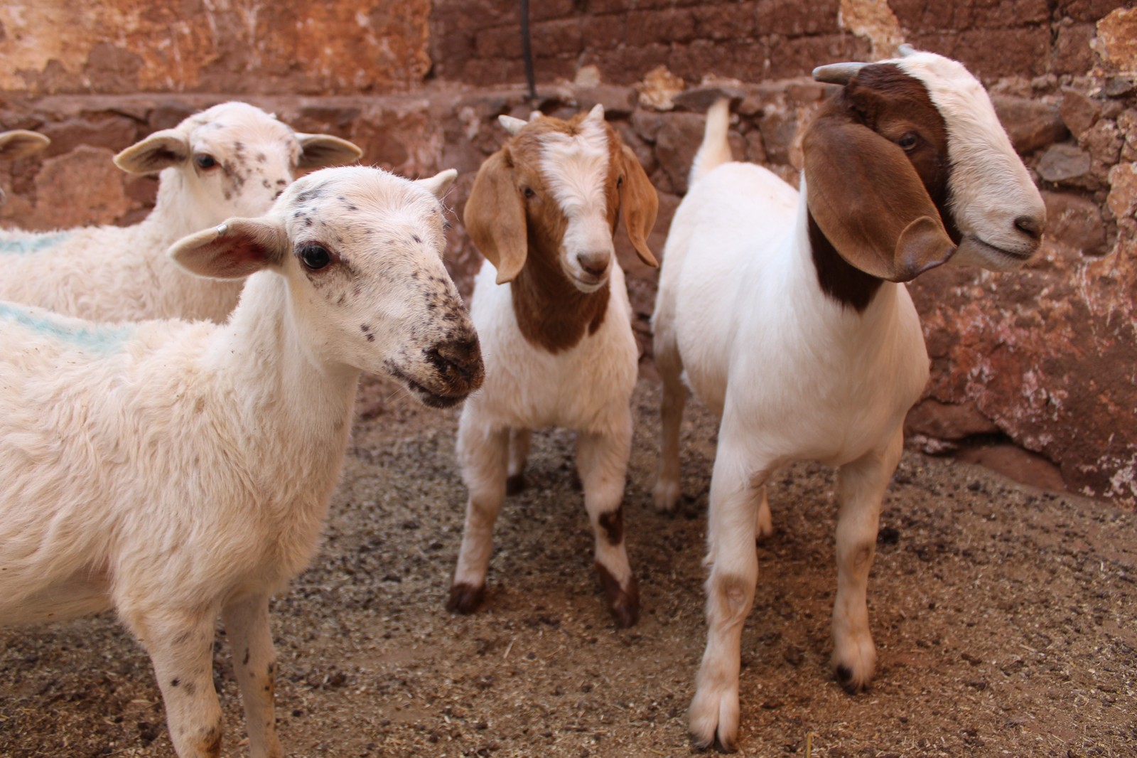 Borregos y cabras en un corral de piedra de Borregano