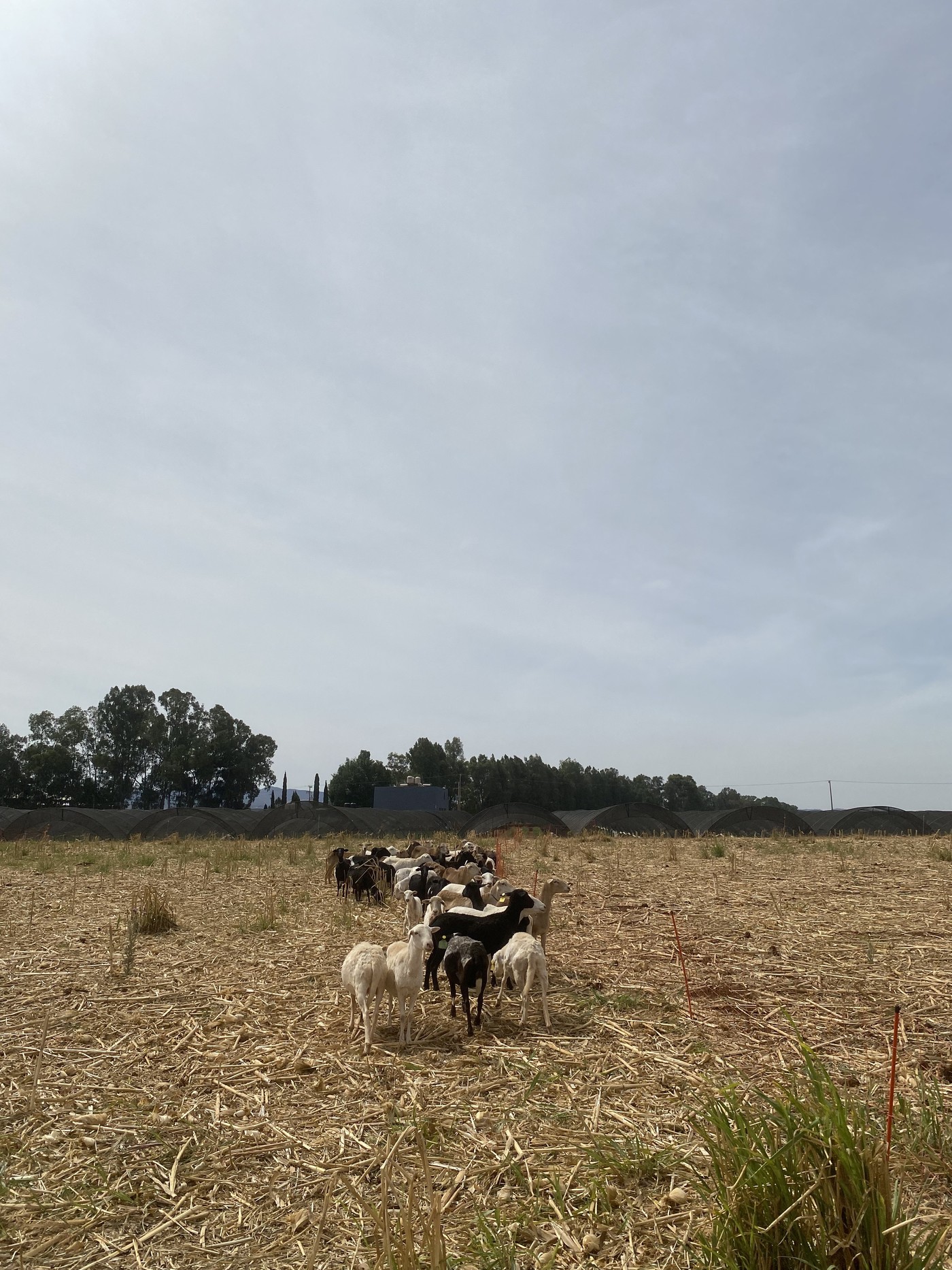 Rebaño de cabras de Capreto pastando sobre rastrojo de cultivo, con invernaderos de malla sombra al fondo