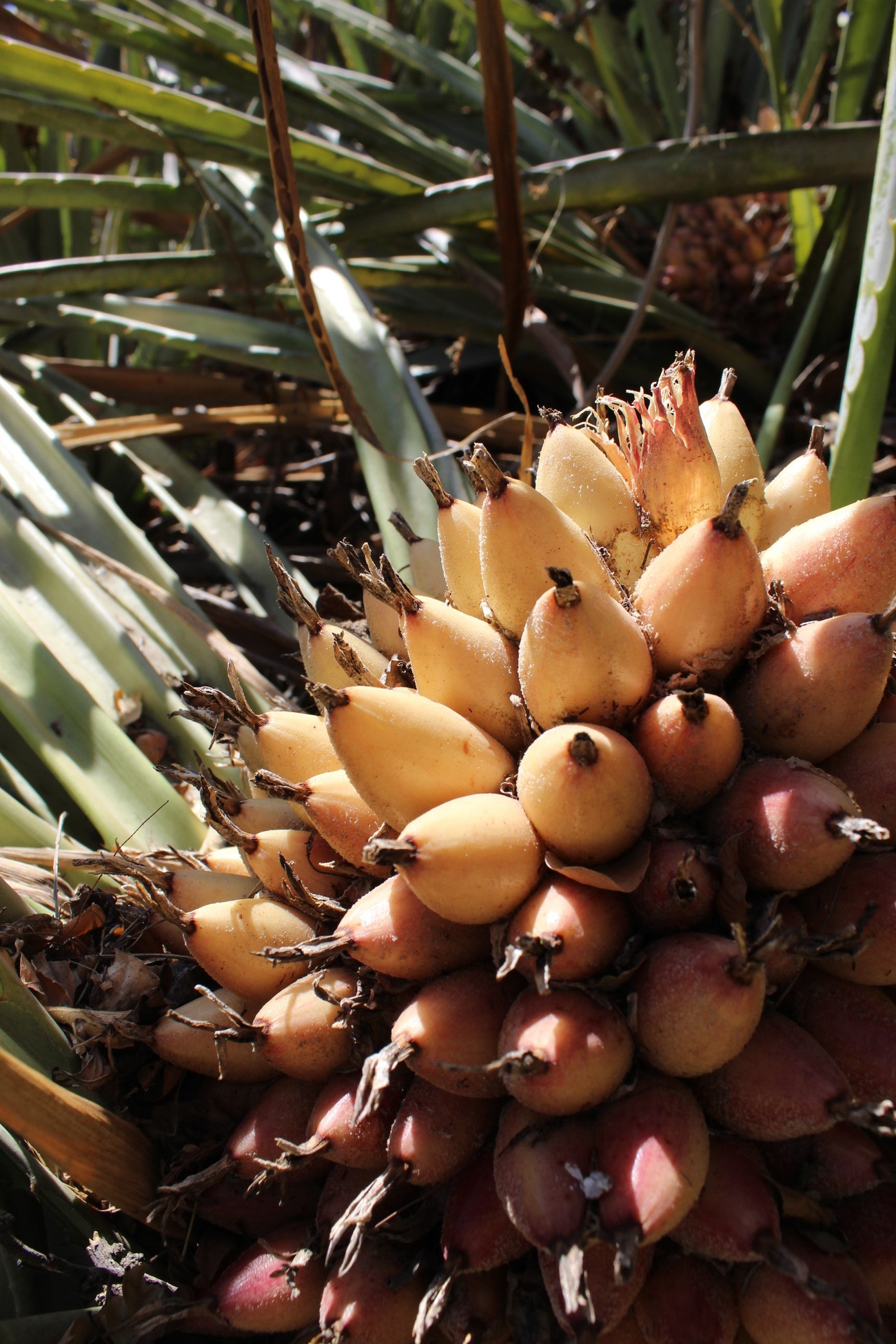 Racimo de cocuixtle maduro en la planta, fruta tradicional mexicana de especies de Bromelia