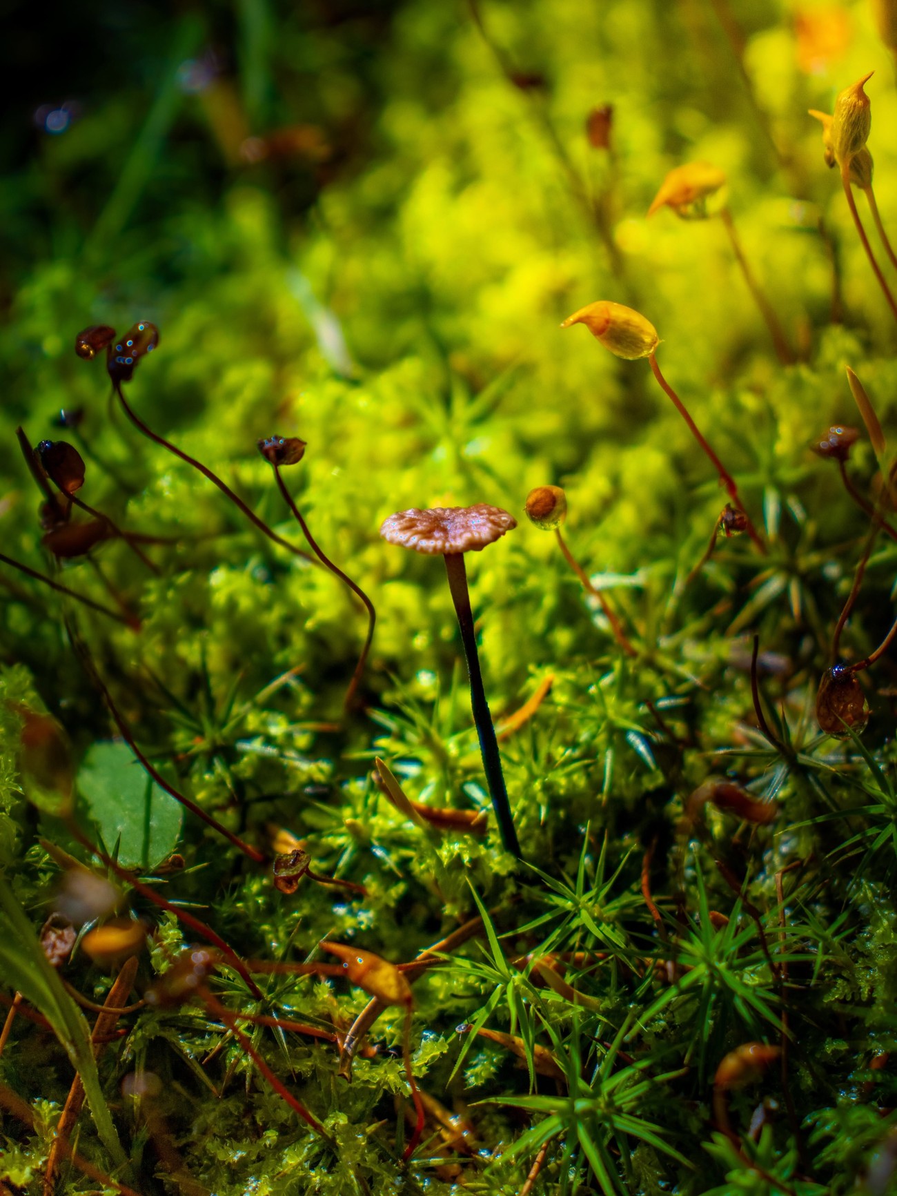Hongo silvestre diminuto creciendo entre musgo verde, fotografía macro