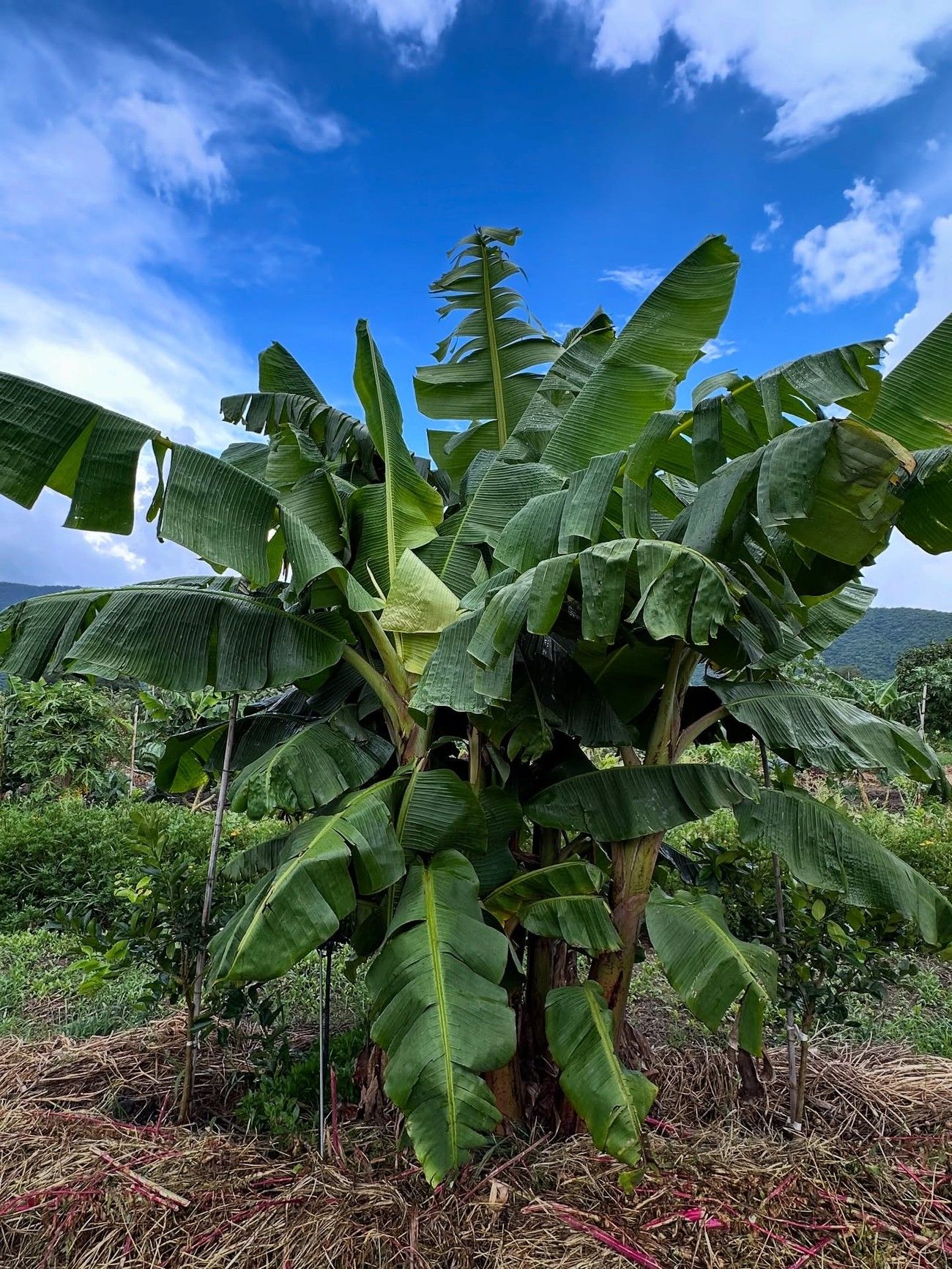 Platanera en el huerto de Ground, en Mascota, Jalisco, con acolchado de paja alrededor de la base