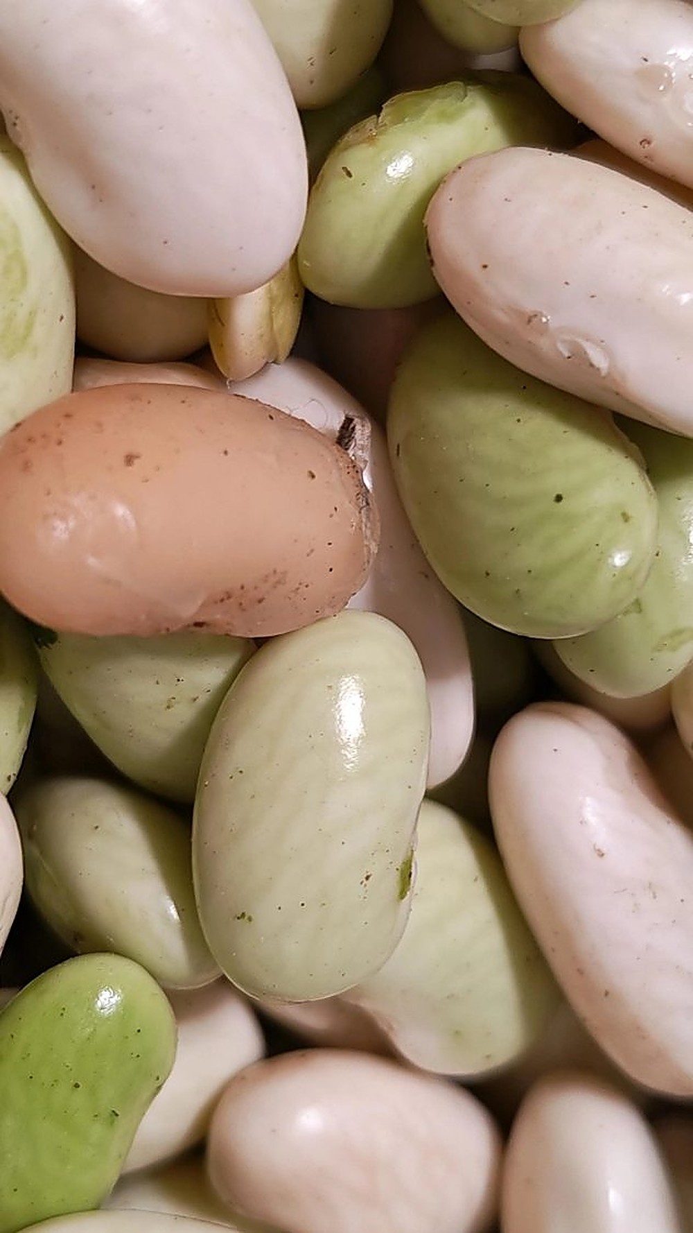 Primer plano de frijol lima fresco de Hortícola San Martín, blanco, verde y rosado