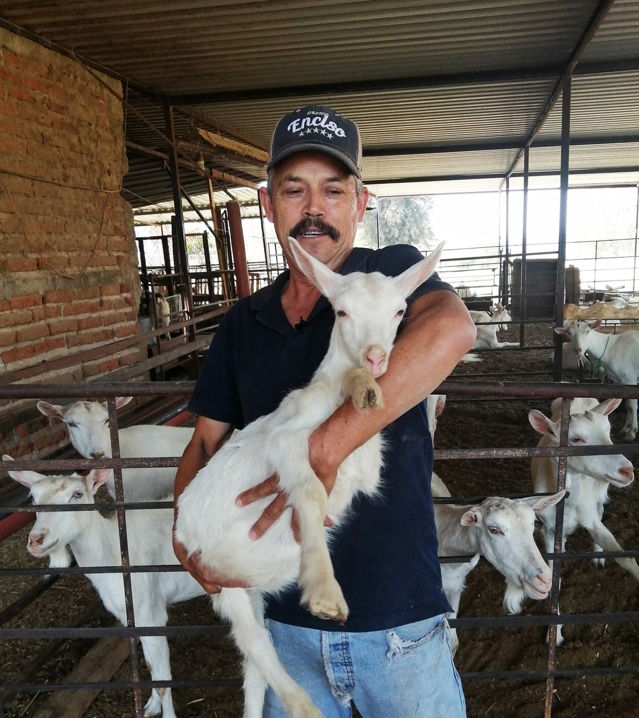 Productor con gorra bordada 'Quesos Enciso' cargando una cría de cabra, con el hato de fondo en los corrales del rancho