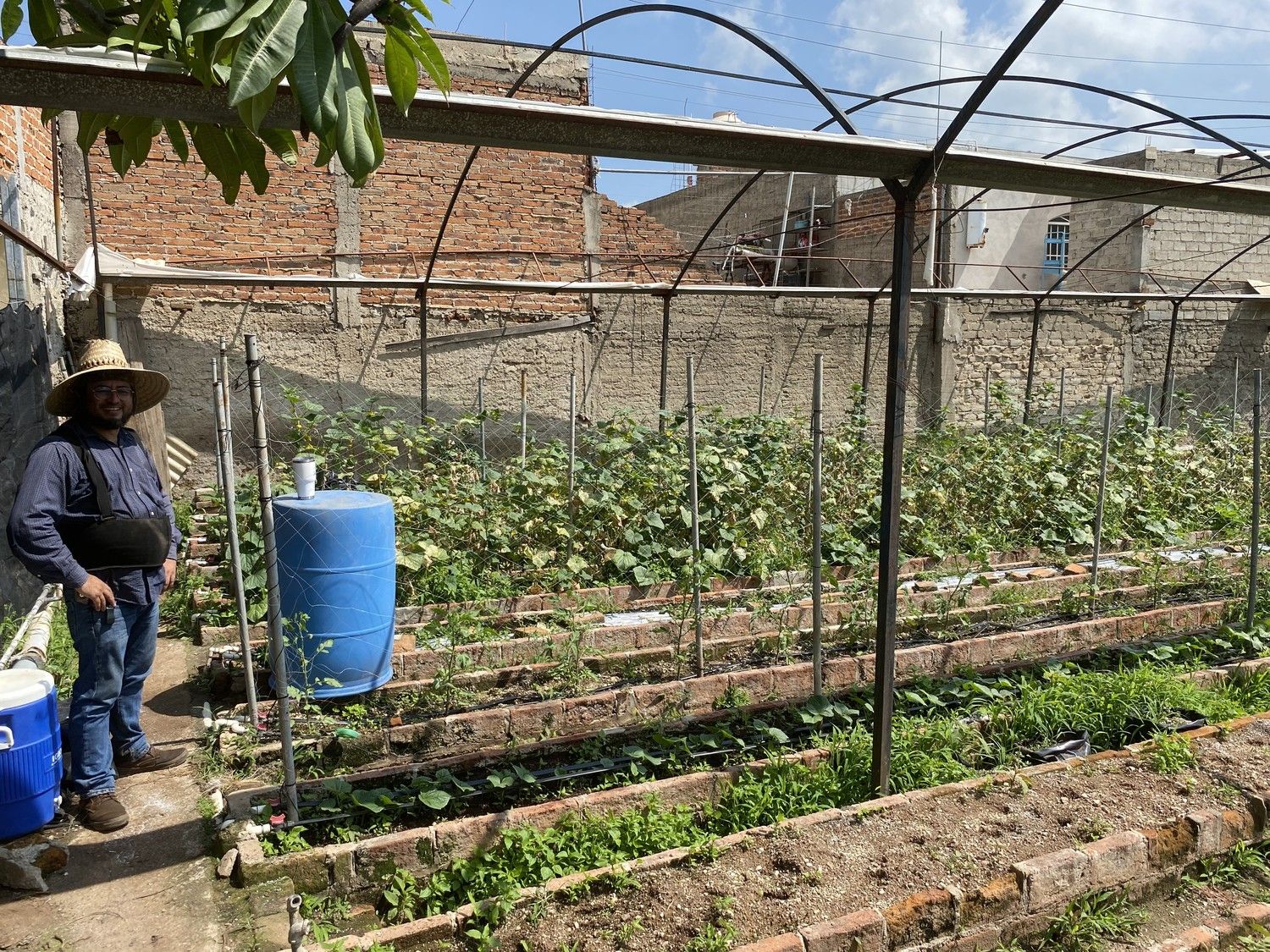 Camas de cultivo bajo malla sombra con barril de captación de agua de lluvia, el productor al fondo