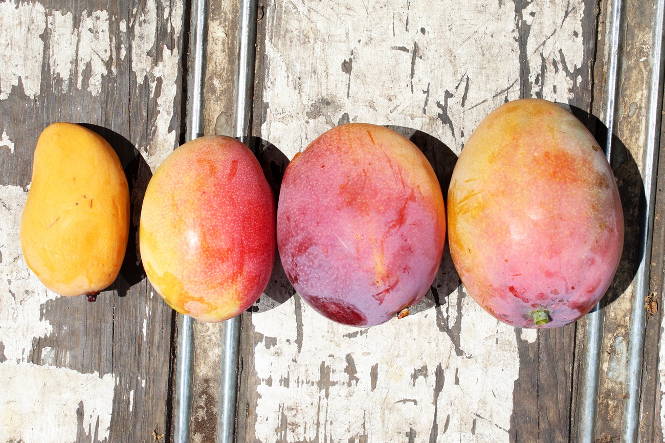 Cuatro mangos de distintas variedades, de amarillo a rojo intenso, alineados sobre tabla de madera