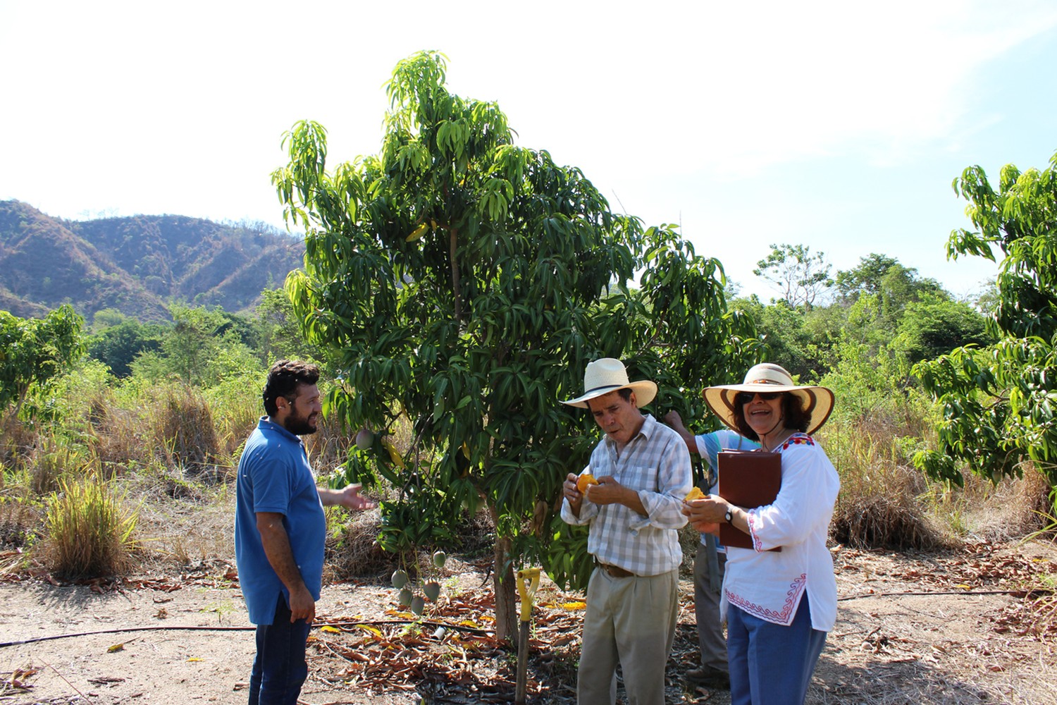 Visitantes probando mango recién cortado junto a un árbol joven en el huerto, con la sierra de fondo